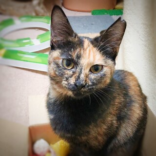 天使と悪魔が共存するギャップ萌え　すずちゃん