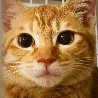 撫でられるのは大好き ビビりの怖がり屋 がく君