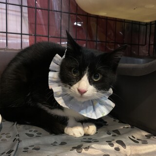 綺麗なハチワレぼうろくん