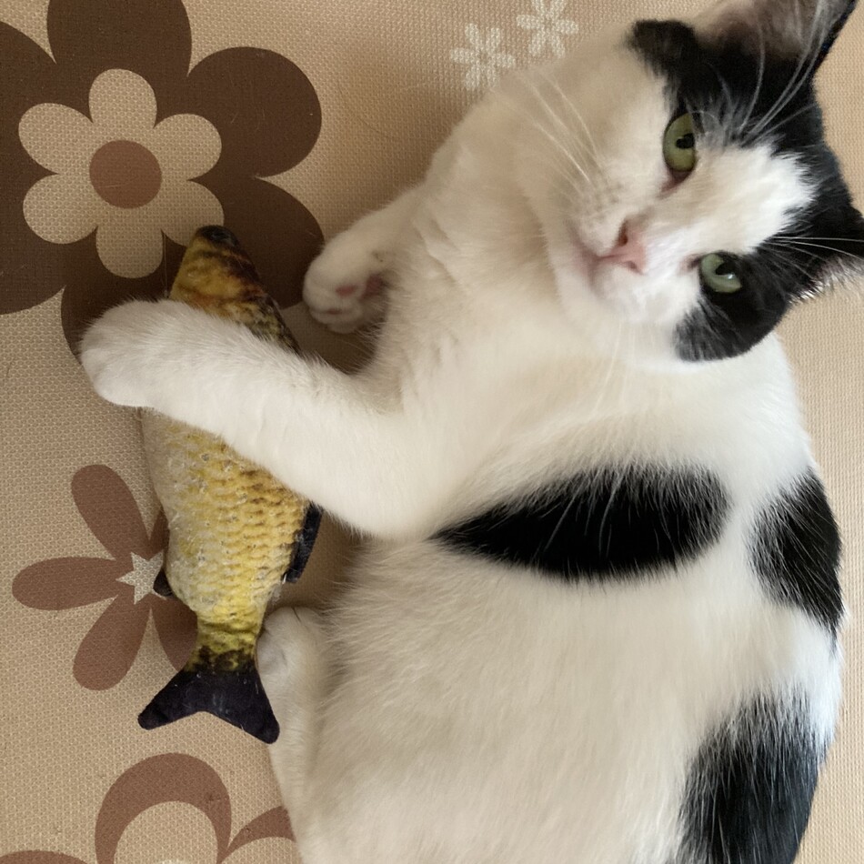 うたのカバー写真