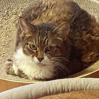 じーっと見つめるお目々がキュート君