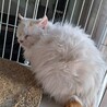 チンチラミックス茶白８か月ゴージャス♂ サムネイル3