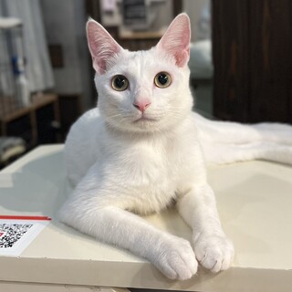 【2/25⭐️堺東にて譲渡会】参加猫むびくん