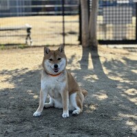 みかん