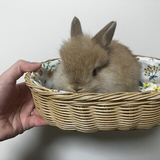 生後１ヶ月子うさぎ