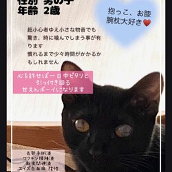 in春日井☆子猫もいる臨時譲渡会☆2024年2月23日（金）祝日～ちーむ にゃいんず