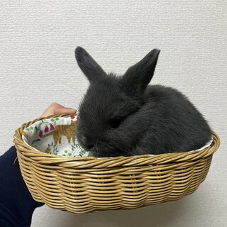 生後１ヶ月子うさぎ