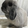 里親を募集している子うさぎのお母さんうさぎです。