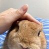 里親を募集している子うさぎのお父さんうさぎです。