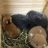 もぐととくー