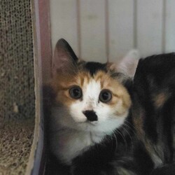 in江南市☆2会場同日開催☆子猫もいる大祭り！☆2024年2月25日（日）～ちーむ にゃいんず