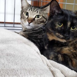 in瀬戸市☆2会場同日開催☆子猫もいる大祭り！☆2024年2月25日（日）～ちーむ にゃいんず