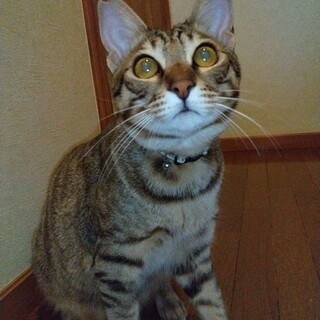 キジトラのテキーラ君里親さん募集一時停止