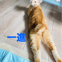 ねこの譲渡会 サムネイル2