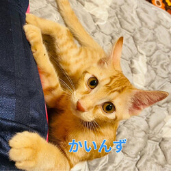 ねこの譲渡会 サムネイル3