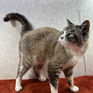 振り向くといつも傍には！陽気なポンチョ