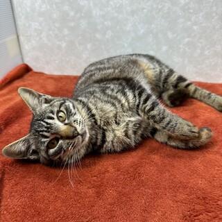 警戒心の無い甘猫❗️初心者、年配者に最適❤️たまみ