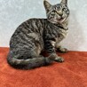 警戒心の無い甘猫❗️初心者、年配者に最適❤️たまみ サムネイル2