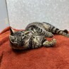警戒心の無い甘猫❗️初心者、年配者に最適❤️たまみ サムネイル5