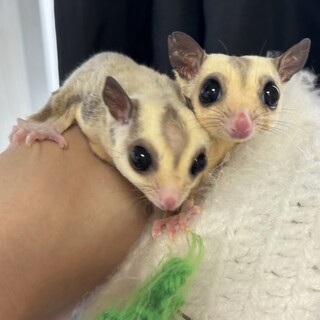 一旦募集締め切り中、双子の兄弟