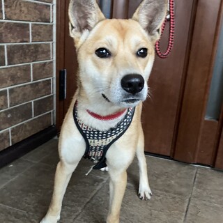 保健所からレスキュー！　柴犬風カリンちゃん