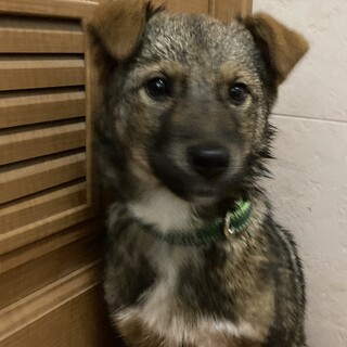 保健所からレスキュー！　落ち着いているユズ君