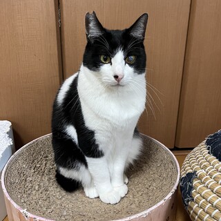 推定3歳 温厚なメメオくん