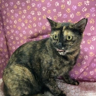 賢くて甘えん坊。幸運を呼ぶサビ猫！琥珀ちゃん