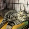 マルっと愛して。愛嬌たっぷりマルちゃん。 サムネイル2
