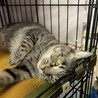 マルっと愛して。愛嬌たっぷりマルちゃん。 サムネイル5