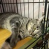 マルっと愛して。愛嬌たっぷりマルちゃん。 サムネイル6