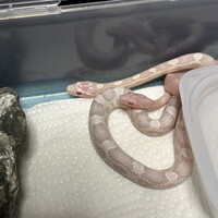 ♡アヴィ♡ハク♡