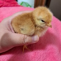 名古屋コーチン