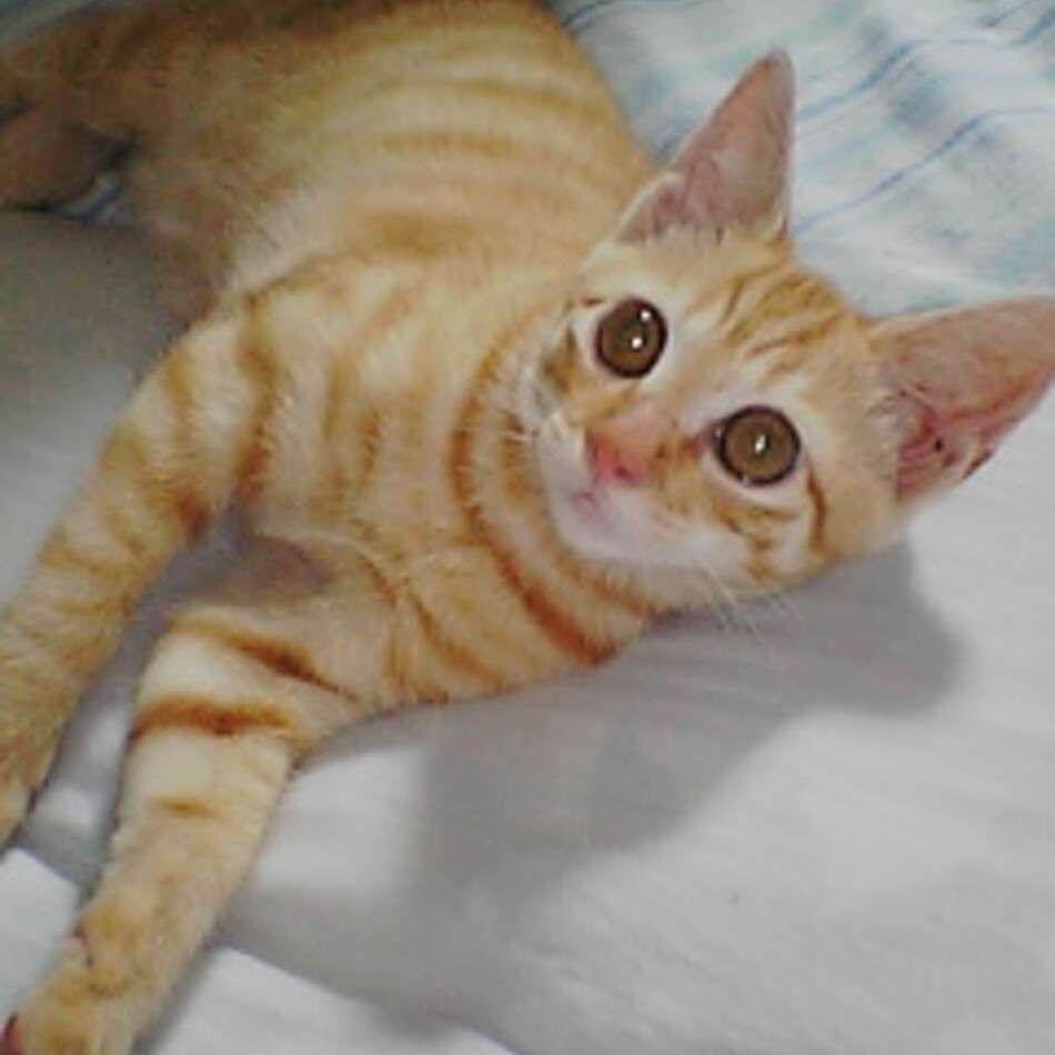 テトのカバー写真