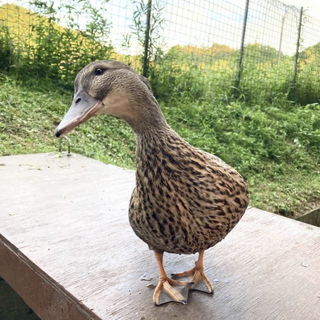 合鴨(アヒル)の里親募集してます