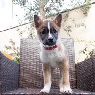控えめなおっとり男子　野犬の子犬です。マロンくん