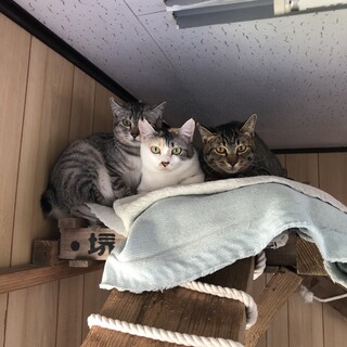 かわいい7匹の子たち里親さま募集中