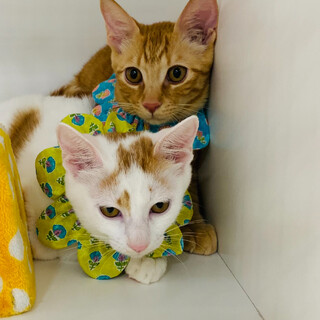 オニオン＆オニョン☺︎