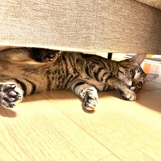 推定生後5〜6ヶ月◎まんまるお目目のキジトラくん♂