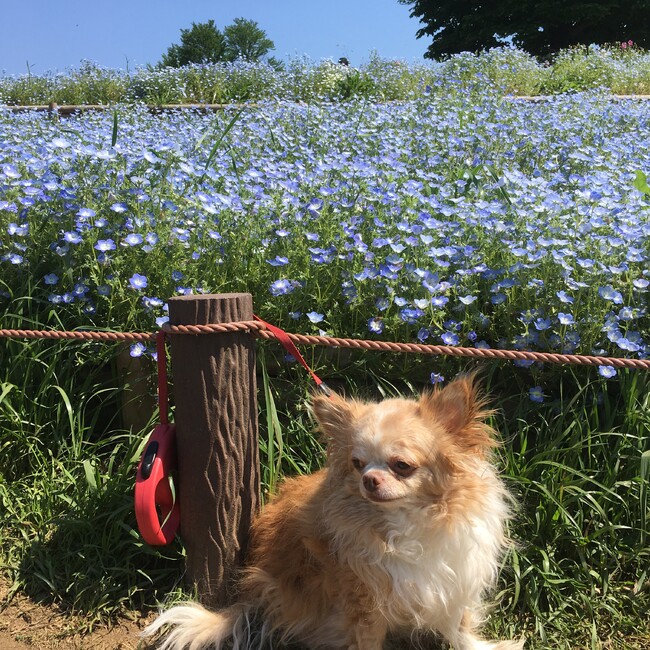 シフォンラブのカバー写真