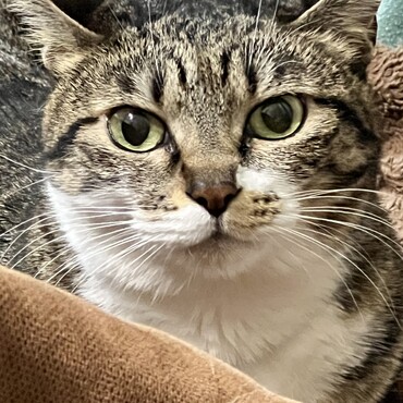 ミルフィーの写真