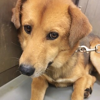 【相談中】断脚を乗り越えた　シガーくん　3-4歳