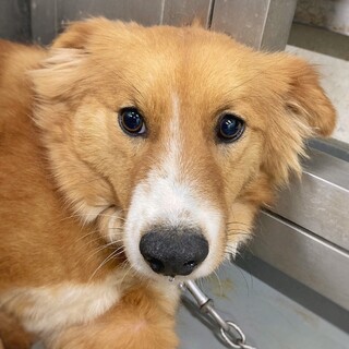 【相談中】ふさふさ毛並の　ミレイちゃん　1-2歳