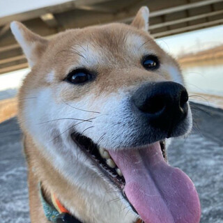 小さい柴犬の文太。家族を募集します。