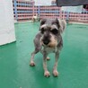 ミニチュアシュナウザー　男の子♂　2歳 サムネイル2