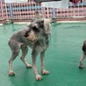ミニチュアシュナウザー　男の子♂　2歳 サムネイル3