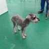 ミニチュアシュナウザー　男の子♂　2歳 サムネイル4