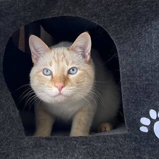 【3/10東銀座】きのこくん★3歳♪