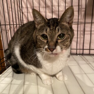 塀の上に丸まっていたロク君