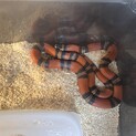 飼育したい方いませんか？
